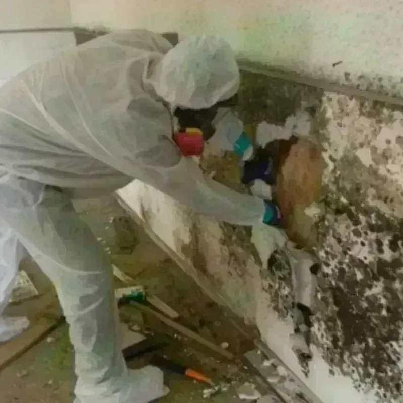 Mold Remediation and Removal in Elk Point, SD